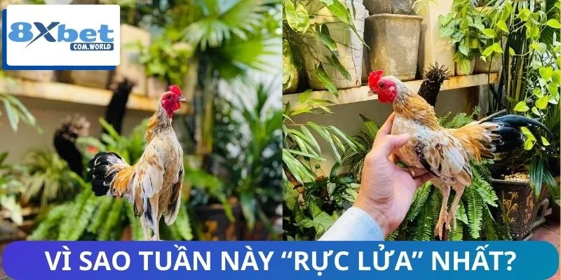 Những trận đấu đáng chú ý tuần này cực Hot